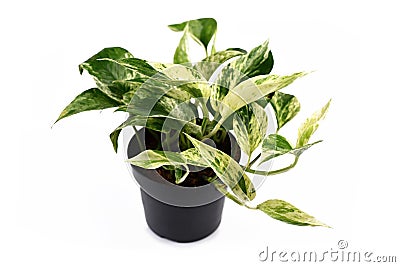 `Epipremnum Aureum Marble Queen` tropical pothos house plant with white variegation in flower pot on white background Stock Photo