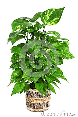 Epipremnum aureum plant Stock Photo