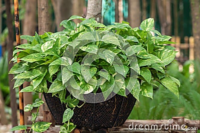 Epipremnum Aureum plant in a garden.Common names including Golden pothos,Ceylon creeper,Hunter`s robe,Ivy arum,Money plant. Stock Photo