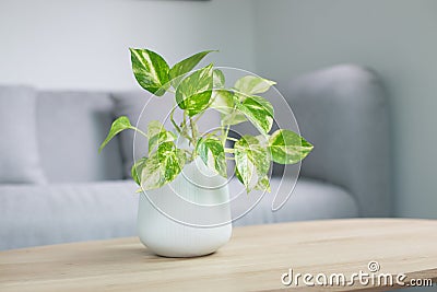 Epipremnum aureum plant or Golden pothos Stock Photo