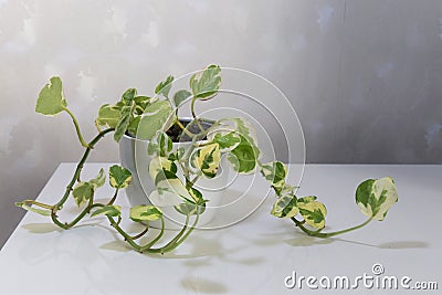 Epipremnum aureum, pothos pearls and jade. Houseplant with variegated white and green leaves. Stock Photo