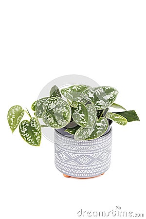 Epipremnum pictum Argyraeus or Satin Pothos Stock Photo