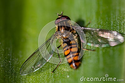 Episyrphus balteatus, Questo insetto è considerato benefico per via delle sue abitudini alimentari. Stock Photo