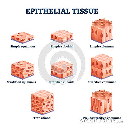 Epithelial Tissue With Labeled Squamous, Cuboidal And Columnar Examples ...