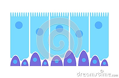 Epithelium of nasal mucosa Vector Illustration