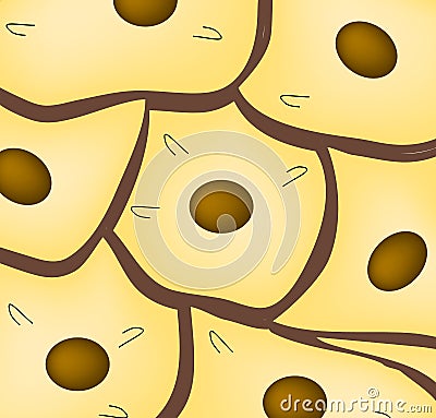 Epithelium. squamous, cubic, ciliated, glandular. Set. Infographics. Vector illustration. Vector Illustration