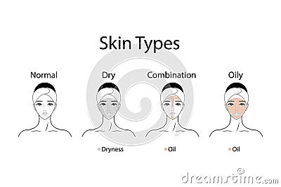 Four main Skin types, Normal, Dry, combination and oily. Female vector Vector Illustration