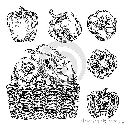 Sketch Fresh peppers in wicker basket. Hand drawn sweet bell peppers set Stock Photo