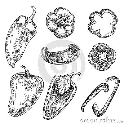 Bell Pepper hand drawn set. Sketch Vegetable. Cartoon Illustration
