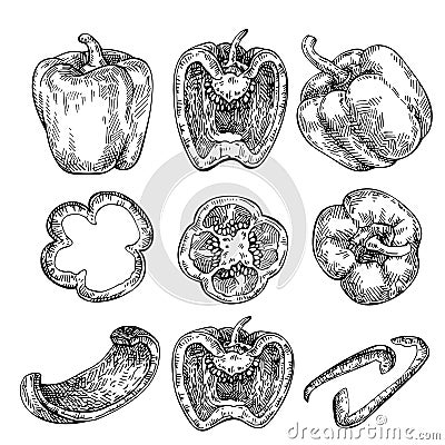 Bell Pepper hand drawn set. Sketch Vegetable. Cartoon Illustration