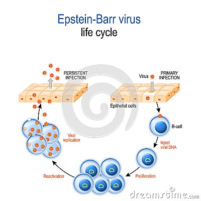 Epstein-Barr virus. life cycle Vector Illustration