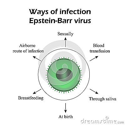 Epstein-Barr virus. Methods of infection. Infographics. Vector illustration Vector Illustration