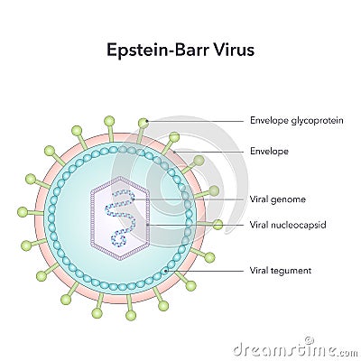 Epstein Barr Virus vector illustration graphic diagram Cartoon Illustration