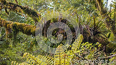 Epyfites on a tree branch in the humid rain forest of Te Urewera NP, New Zealand Stock Photo