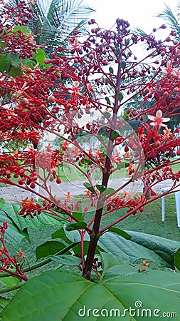 Equatorial garden Stock Photo