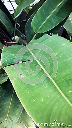 Equatorial garden Stock Photo