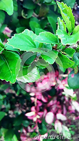 Equatorial garden Stock Photo