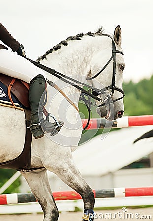 Equestrian jumping sport Stock Photo