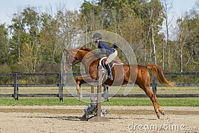 Equestrian Showing Warmbood Jumping - Side Stock Photo