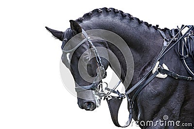 Equestrian sport portrait - cross-country head of sorrel horse Stock Photo
