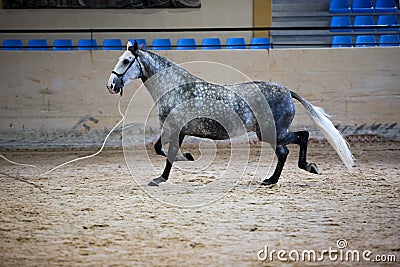 Equestrian test of morphology to pure Spanish horses Stock Photo