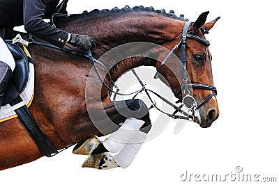 Equestrianism: Bay horse in jumping show, isolated Stock Photo