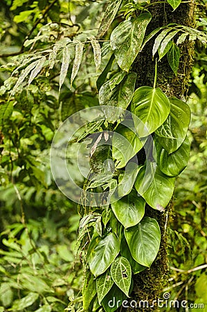Equinas Rain Forest, Costa Rica Stock Photo