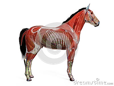The equine anatomy Stock Photo