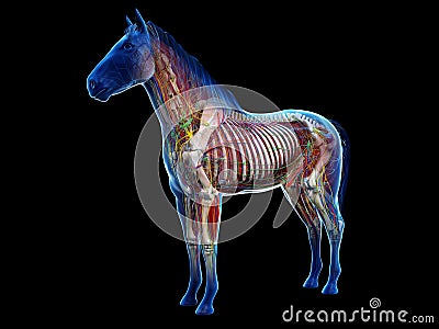 The equine anatomy Stock Photo