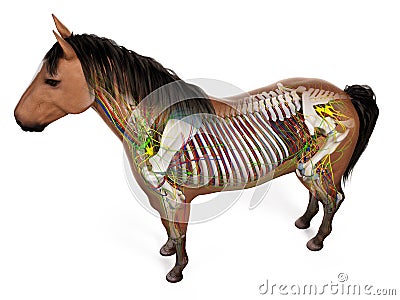 The equine anatomy Stock Photo