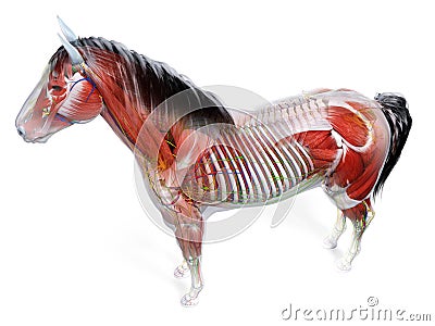 the equine anatomy Stock Photo