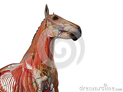 The equine anatomy Stock Photo