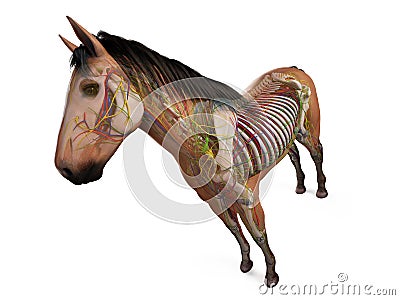 The equine anatomy Stock Photo