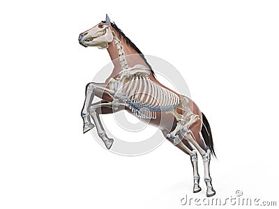 The equine anatomy - the skeleton Cartoon Illustration