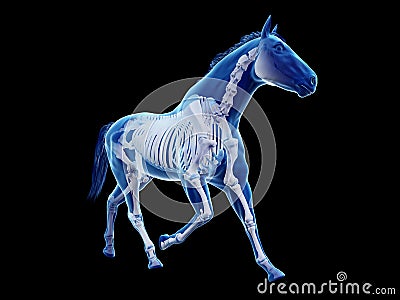 The equine anatomy - the skeleton Cartoon Illustration