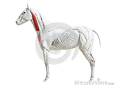 The equine muscle anatomy - brachiocephalicus Cartoon Illustration