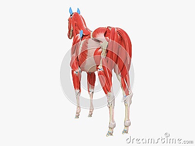 the equine muscle anatomy Cartoon Illustration