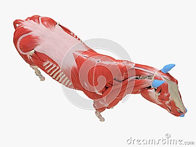 The equine muscle anatomy Cartoon Illustration