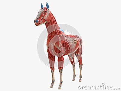 the equine muscle anatomy Cartoon Illustration