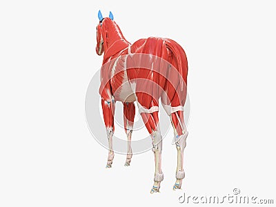 the equine muscle anatomy Cartoon Illustration