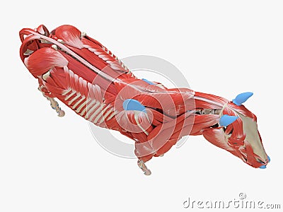 the equine muscle anatomy Cartoon Illustration