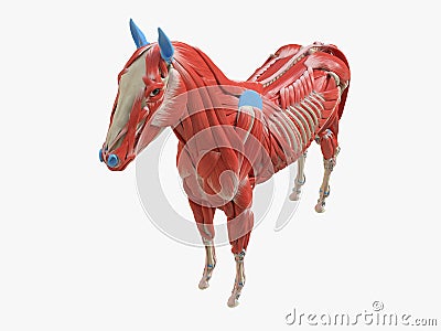the equine muscle anatomy Cartoon Illustration