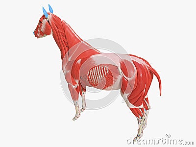 the equine muscle anatomy Cartoon Illustration