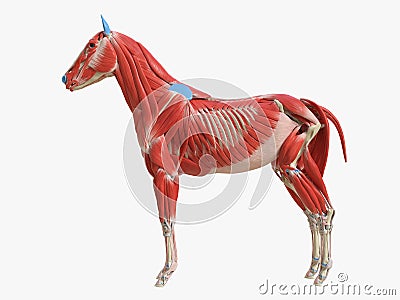 The equine muscle anatomy Cartoon Illustration