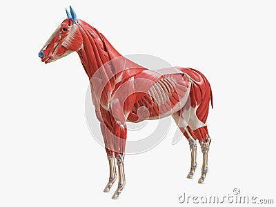 The equine muscle anatomy Cartoon Illustration