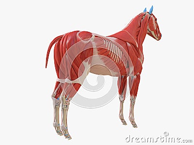 The equine muscle anatomy Cartoon Illustration