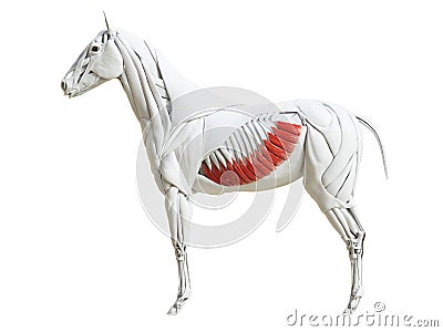 The equine muscle anatomy - external abdominal oblique Cartoon Illustration