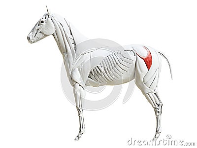 The equine muscle anatomy - gluteus superficialis Cartoon Illustration