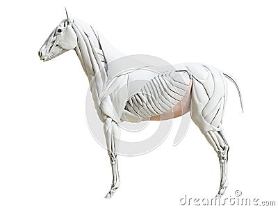 The equine muscle anatomy - obliquus externus abdominis Cartoon Illustration