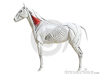 The equine muscle anatomy - serratus ventralis Cartoon Illustration